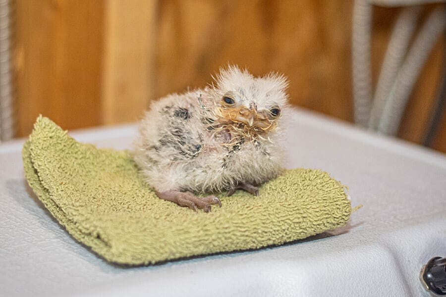 Tawny frogmouth chick