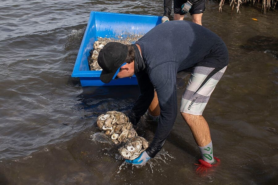 Staff member places oyster bag in the water