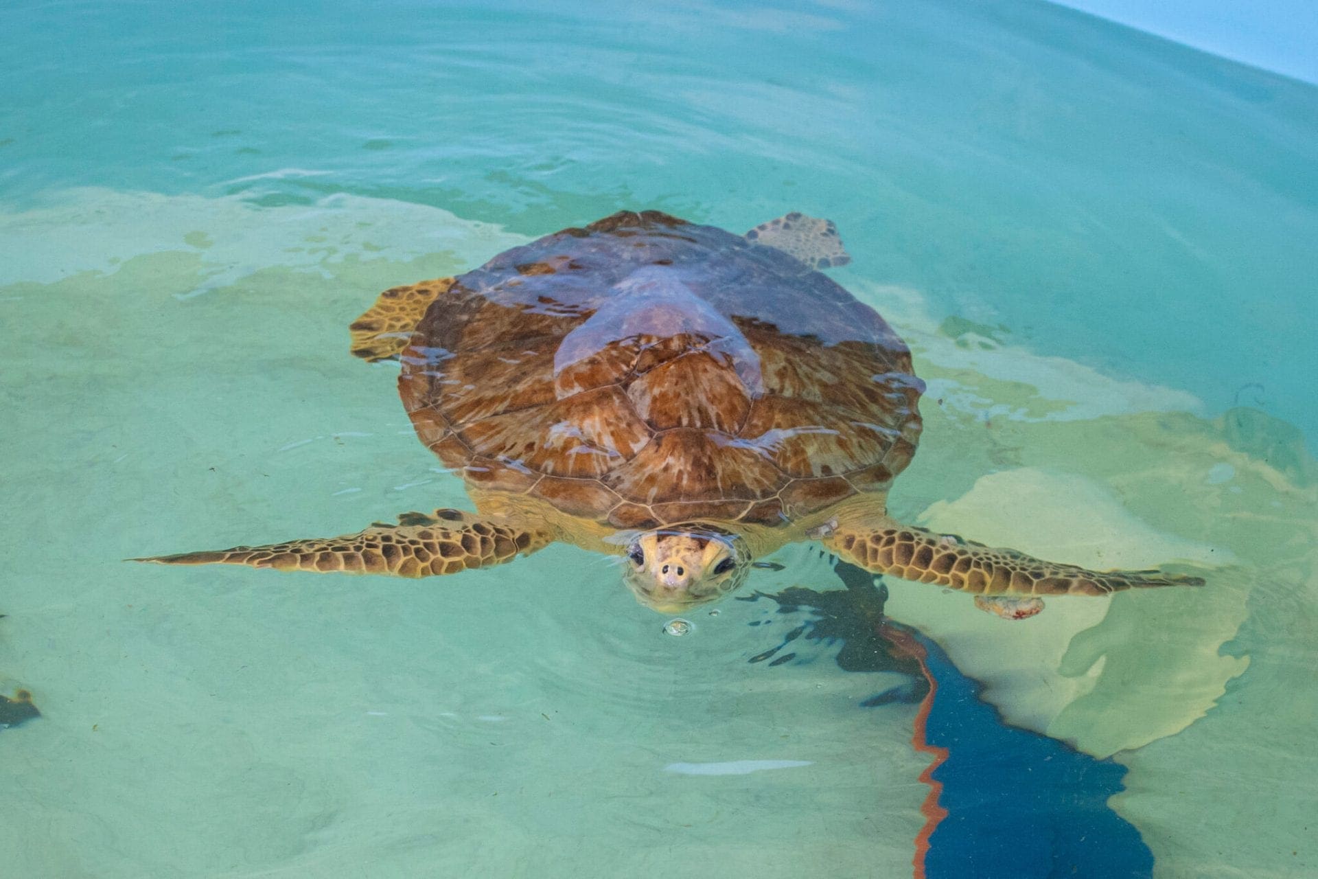 A green sea turtle swims toward the camera