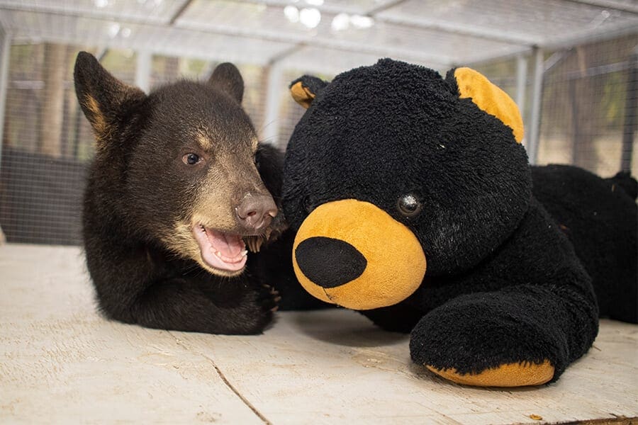 Brody with stuffed animal bear