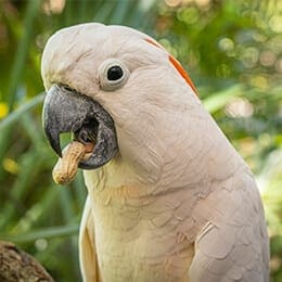 Salmon-crested cockatoo