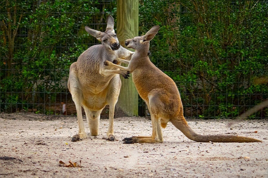 Kangaroos boxing