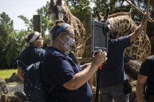 giraffe virtual camp picture