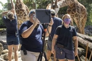 giraffe virtual camp picture