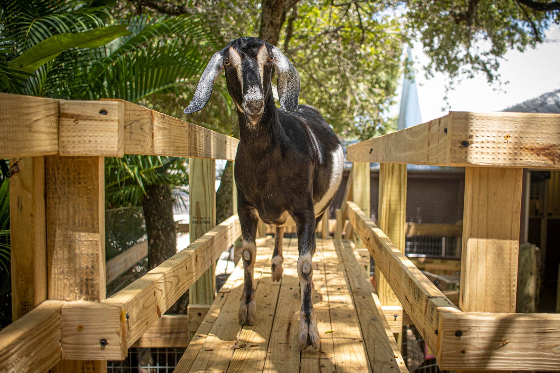 goat platform