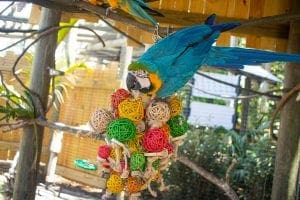 macaw toy