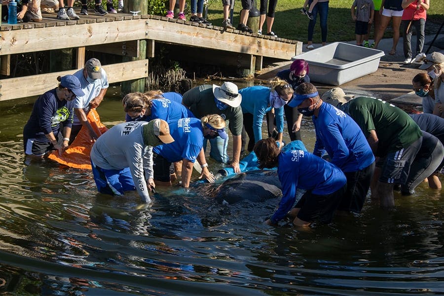 A crew releases manatees