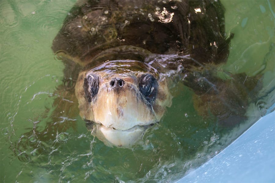 Loggerhead sea turtle Perseverance