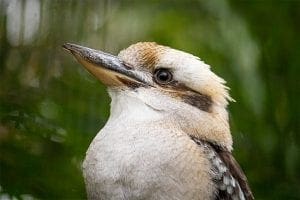 Bendigo the kookaburra