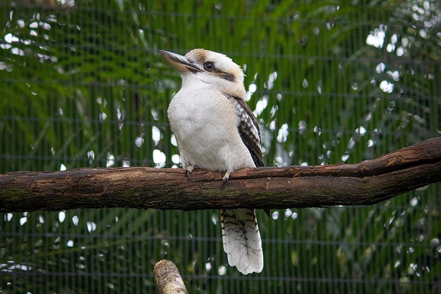 Bendigo the kookaburra