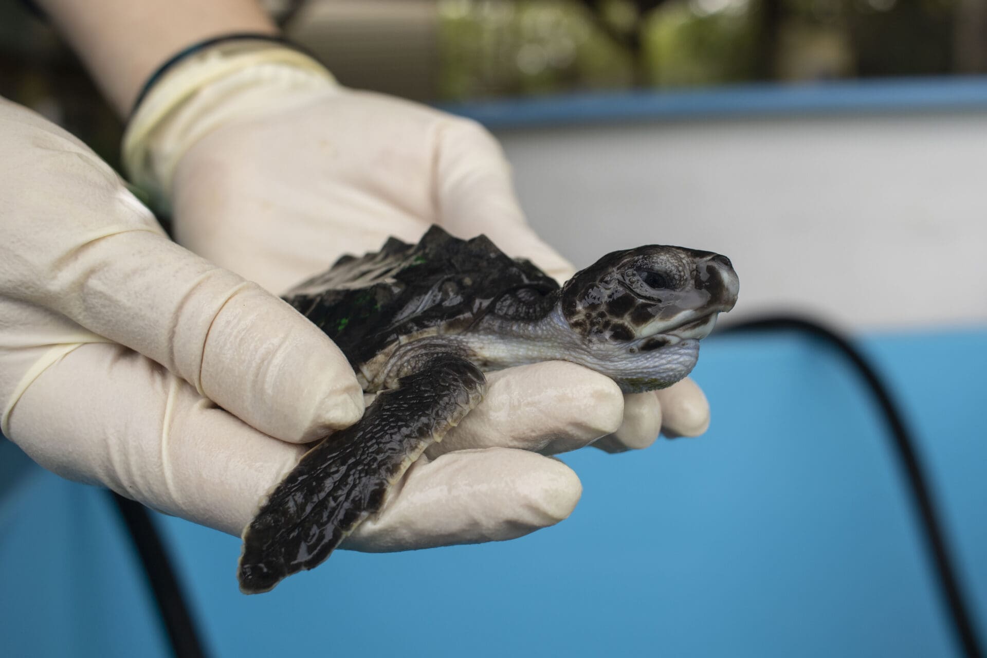 Eta and Sea Turtles - Brevard Zoo Blog