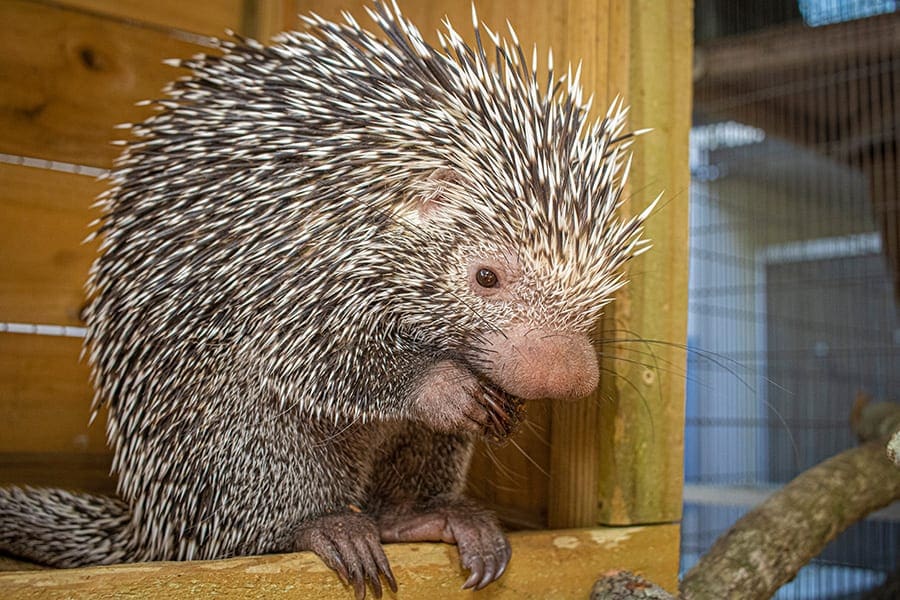 Porcupine