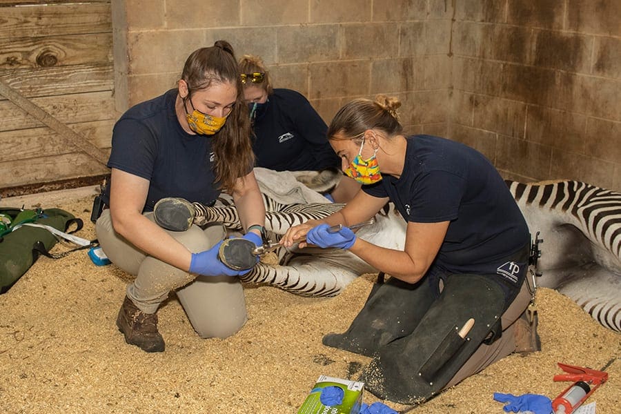 Brevard Zoo Blog  Take a Peek Behind the Scenes