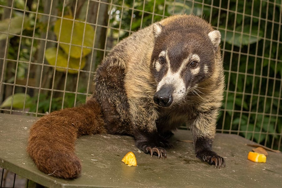 Brevard Zoo Blog  Take a Peek Behind the Scenes