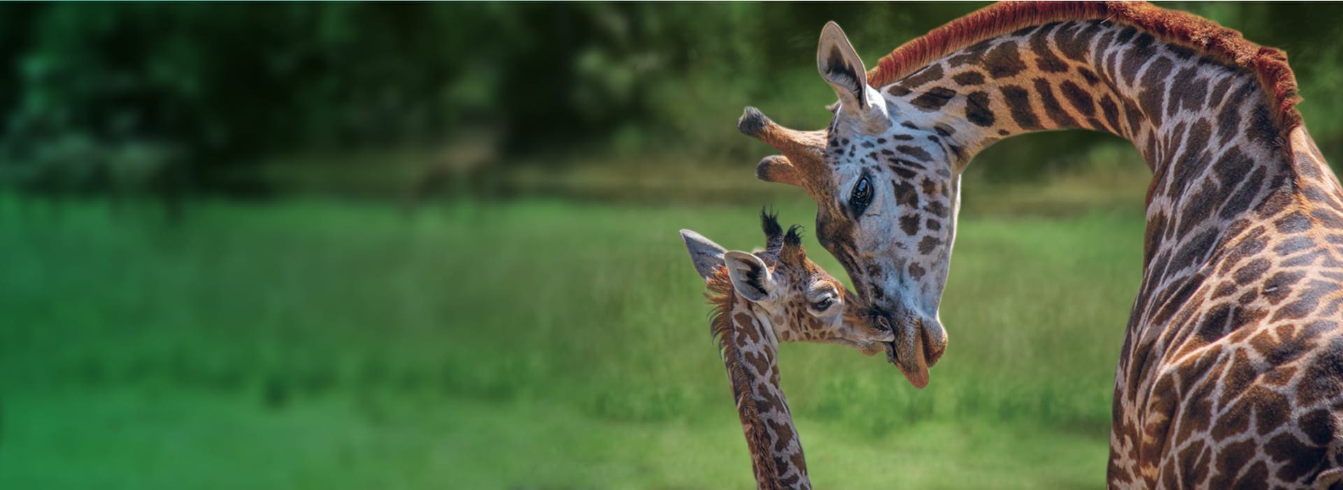 An adult giraffe bows its head to a baby giraffe.