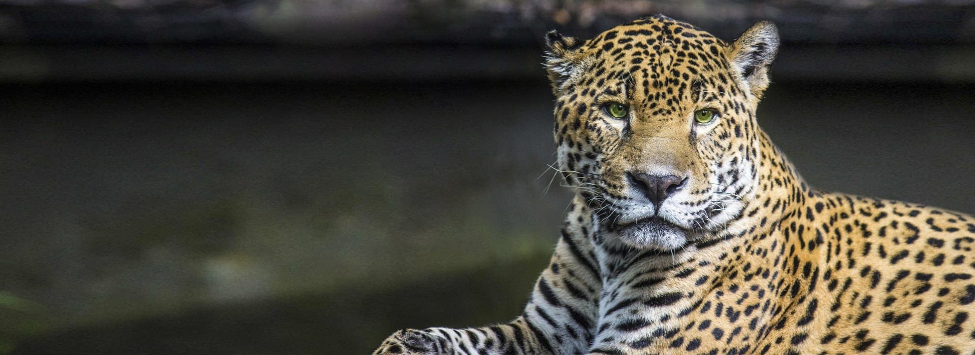 A jaguar is gazing outside.