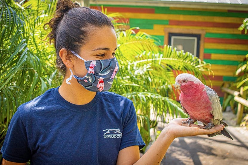 Female zookeeper holds a red bird in her hand.
