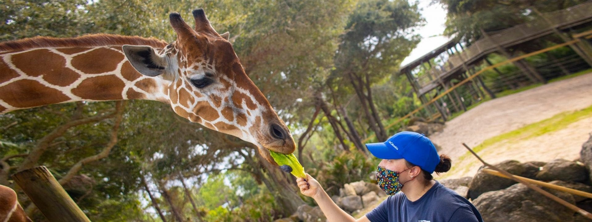 A female zookeeper feeds a giraffe lettuce.