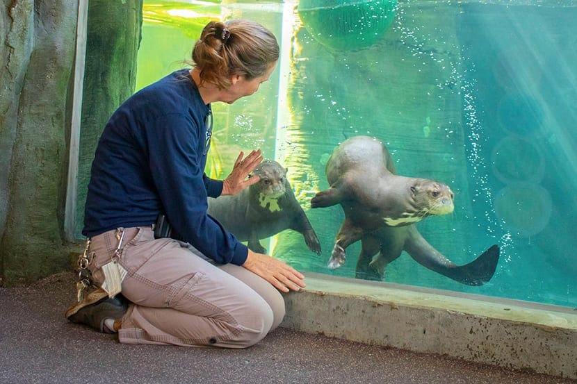 A female zookeeper touches the glass while two river otters swim by.