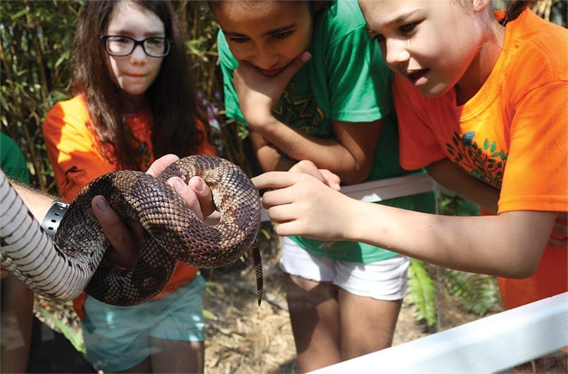 Three girl campers are touching a snake held by a Zoo keeper.