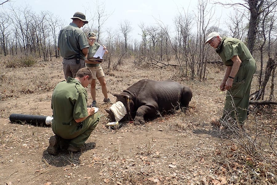 Black rhino immobilization