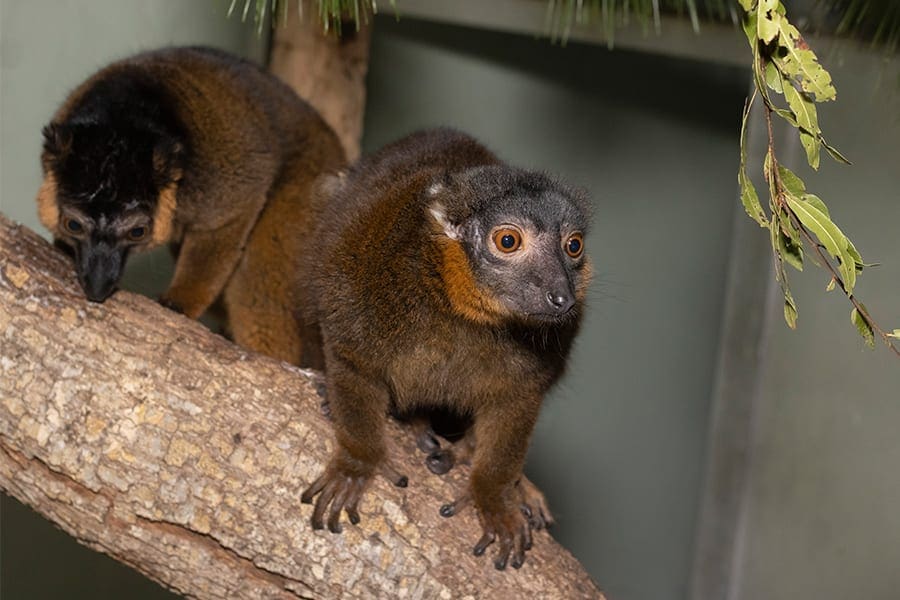 Brown collared lemurs