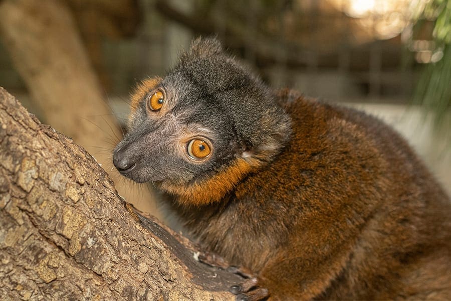 Brown collared lemur