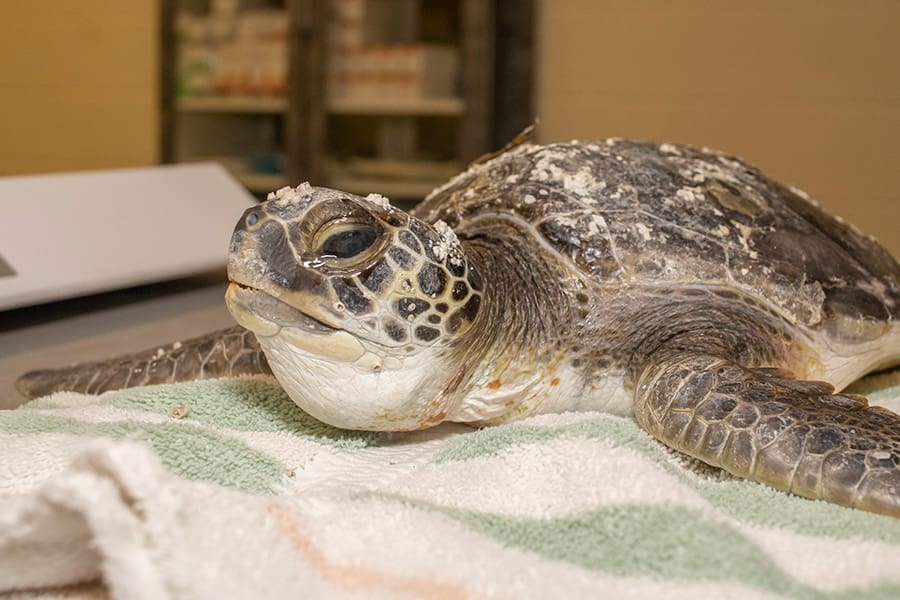 A Sea Turtle Influx - Brevard Zoo Blog