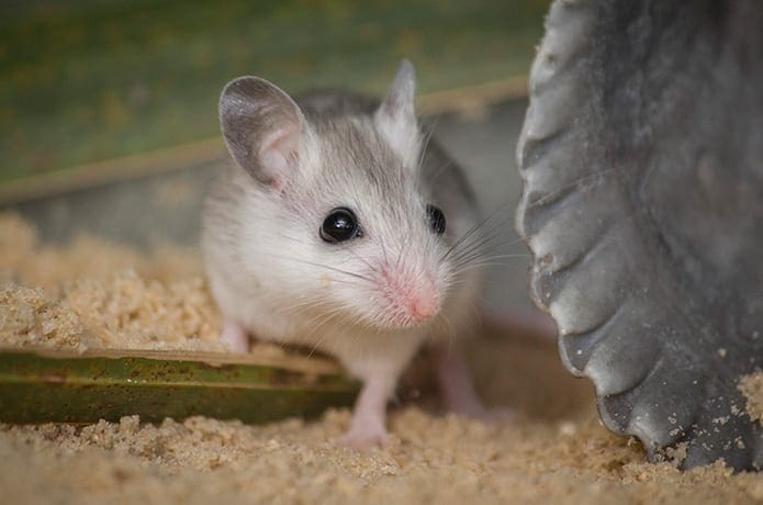 A beach mouse looks to the side.