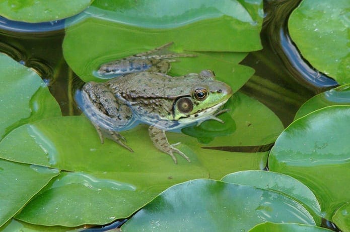 Frog on lily pads.