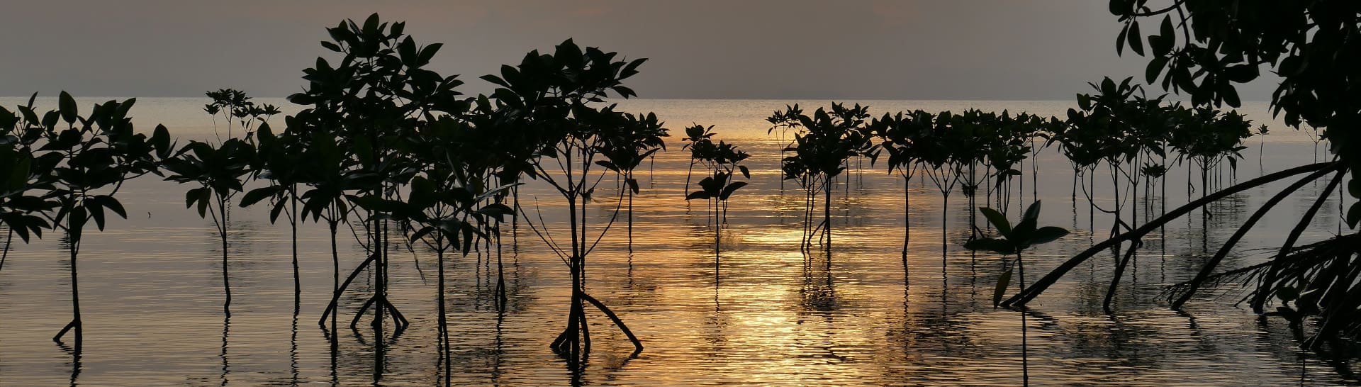 Mangroves silhouetted against a sunset.
