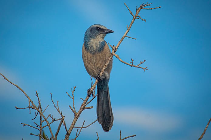 A Florida scrub jay is perched on a branch.