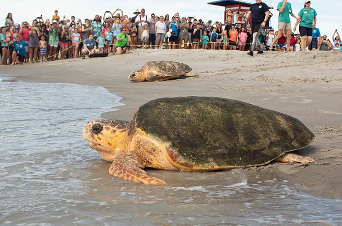 Two loggerhead sea turtles make their way to the ocean for release. A crowd watches.