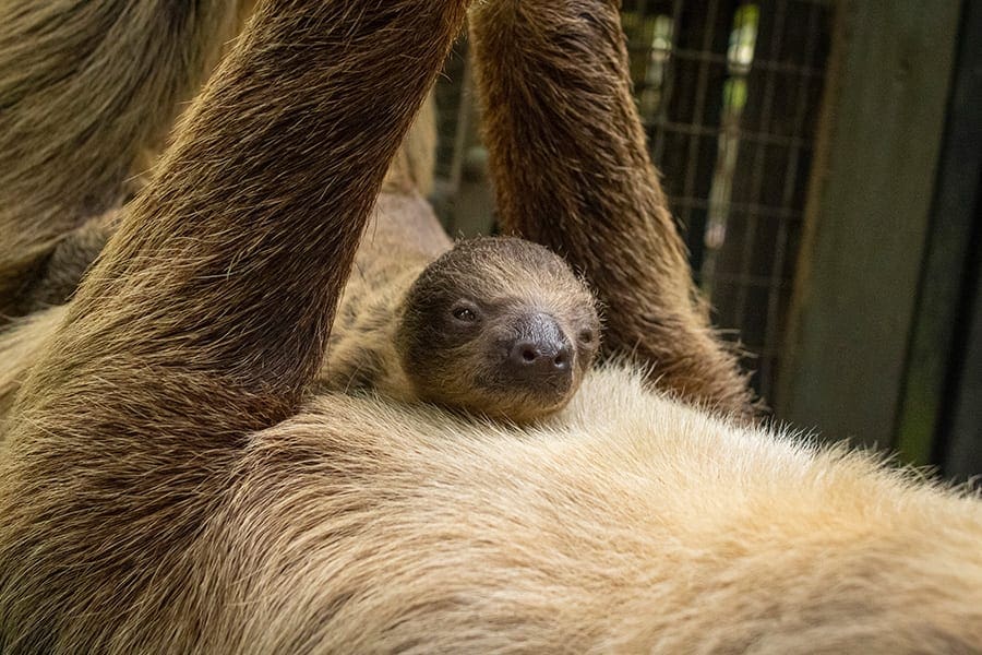 sloth baby