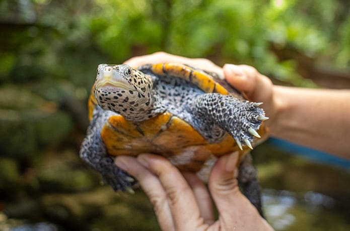 Someone holds a diamondback terrapin turtle.