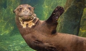 Giant river otter swimming underwater.