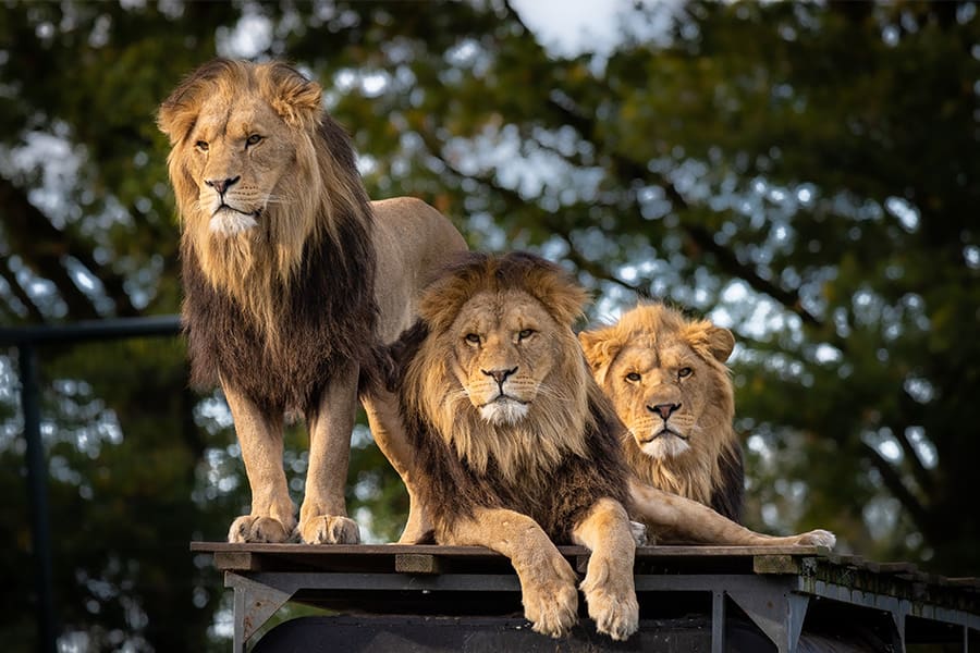 three lions