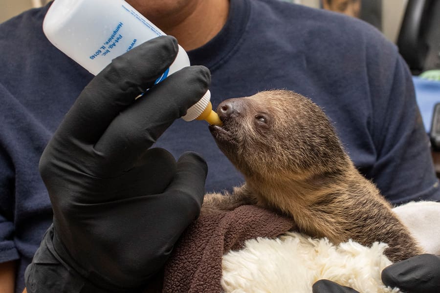 sloth feeding