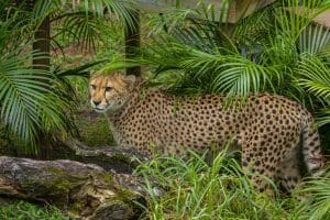 cheetah in grasses