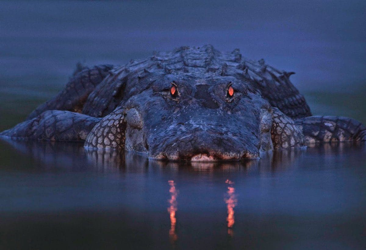 alligator in night