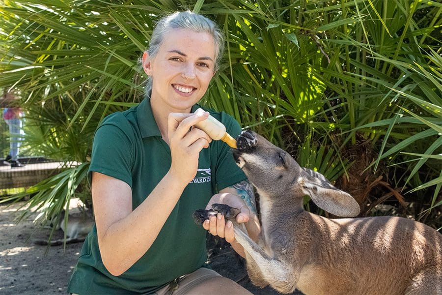Alyssa feeds kangaroo