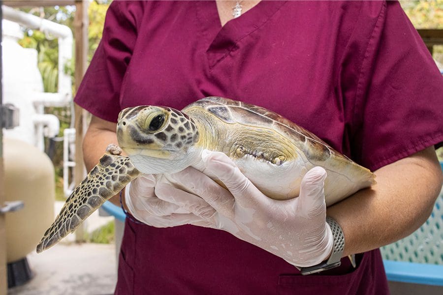 Rescuing Riptide - Brevard Zoo Blog