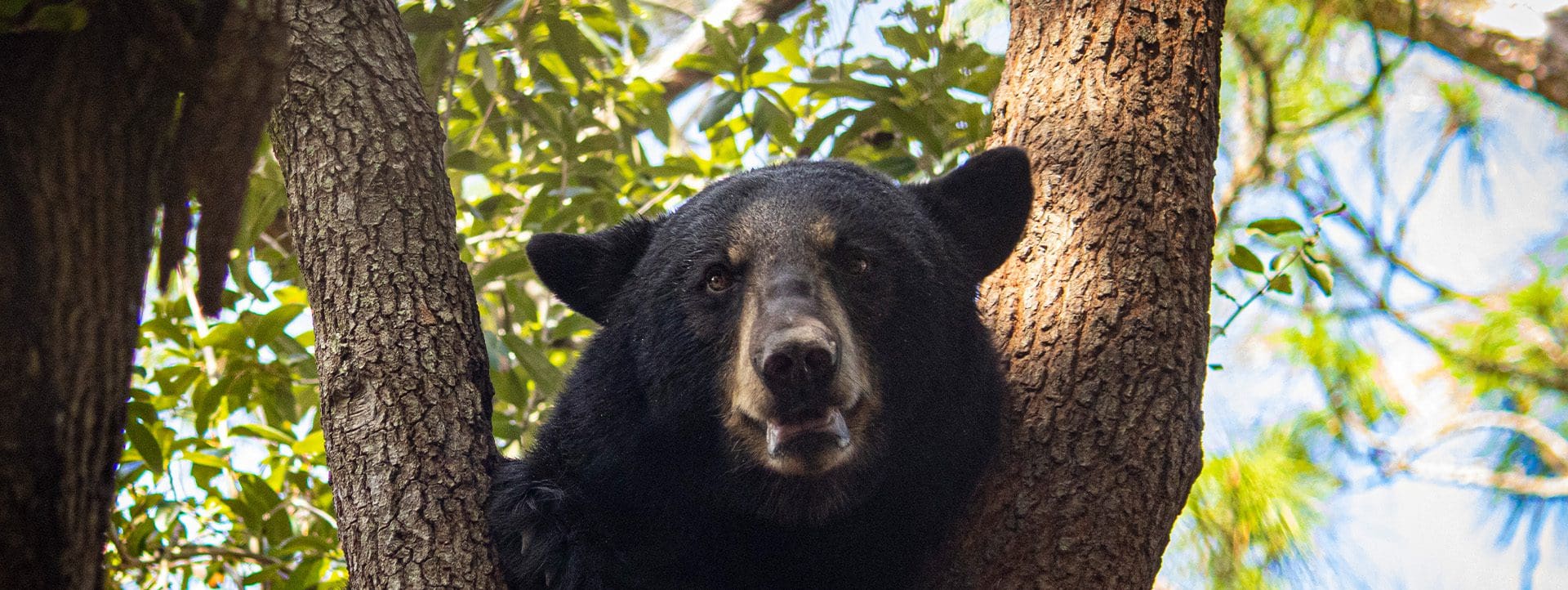 Florida Black Bear in a tree.