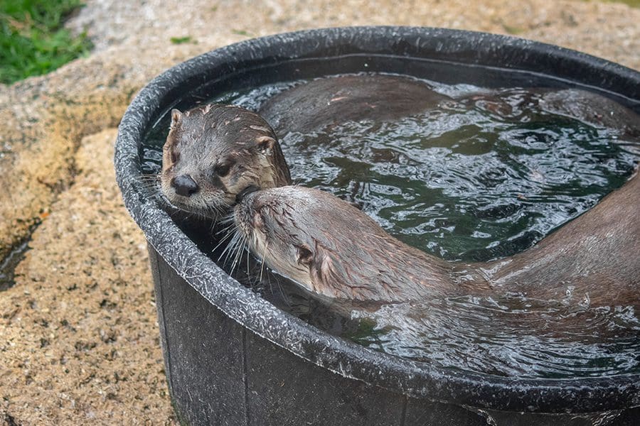 River otters lay in pool