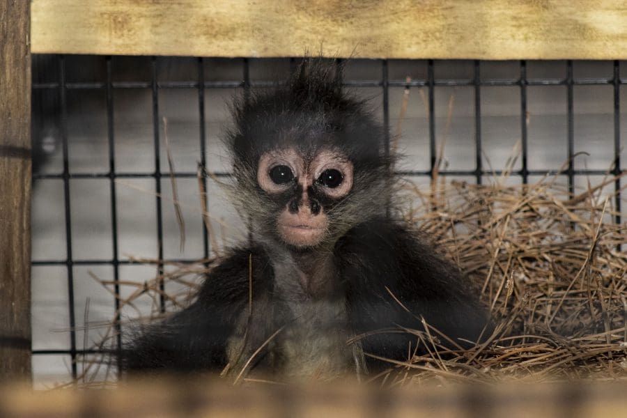 A Day in the Life of our Spider Monkeys - Brevard Zoo