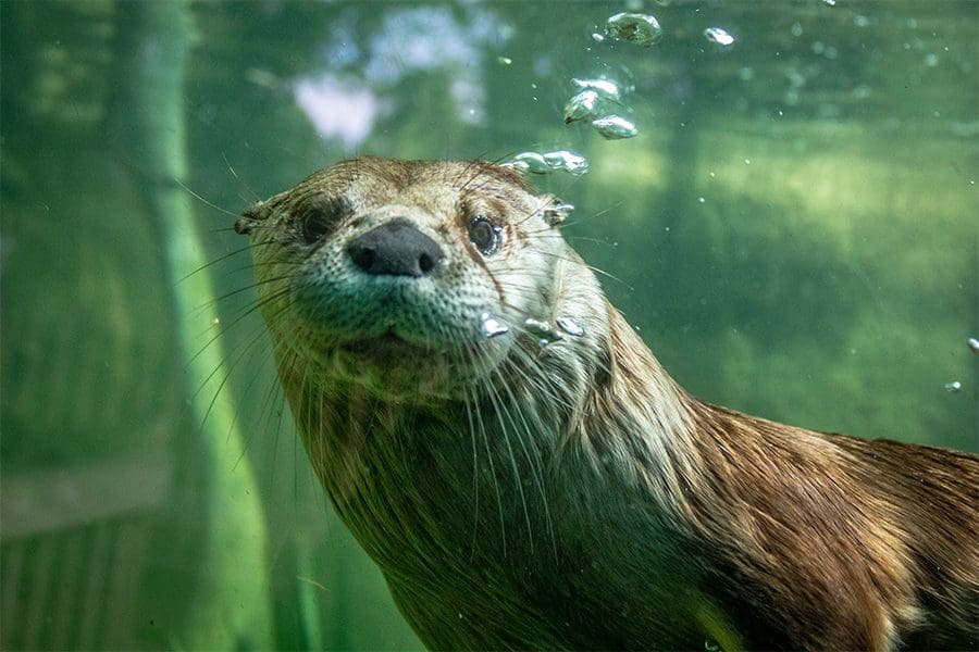 River otter