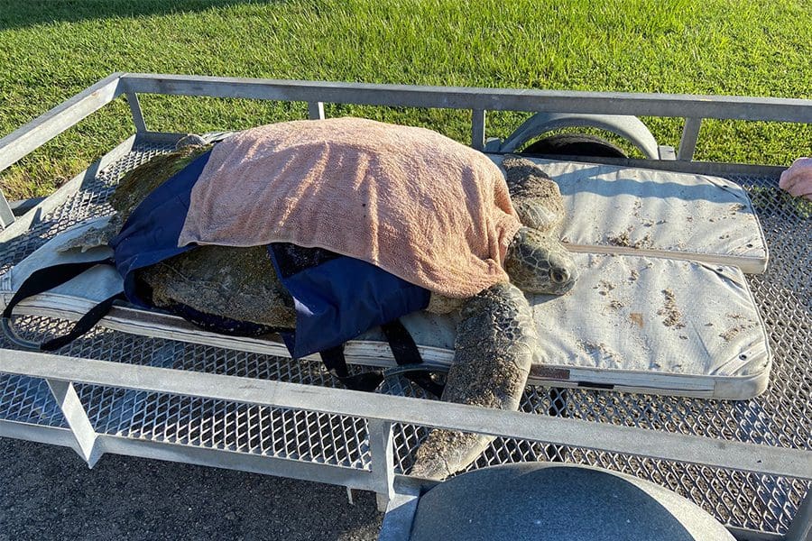 Green sea turtle Rock-Sea lays on a trailer with a towel on top of them.