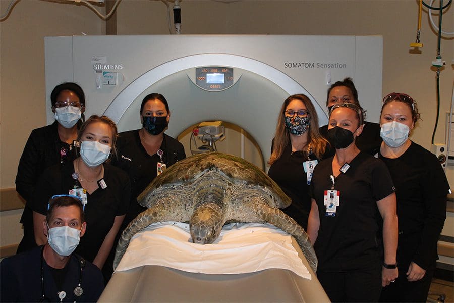 Rockledge Regional Medical Center staff stand around sea turtle Rock-Sea in a CT machine.