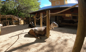 Two goats lay in the Barnyard