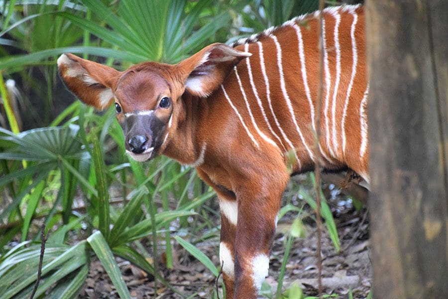 Eastern bongo calf